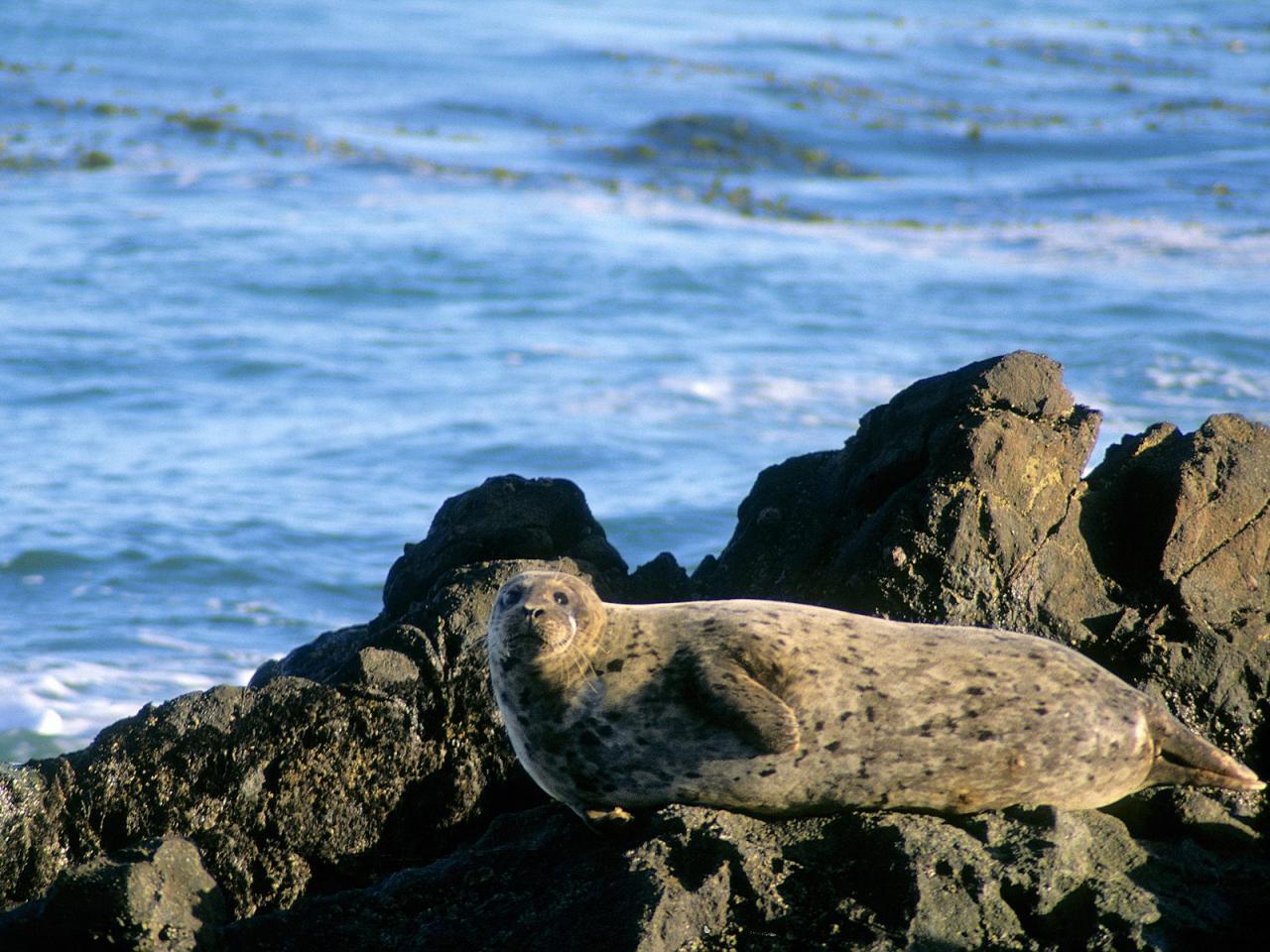 обои Harbor Seal фото