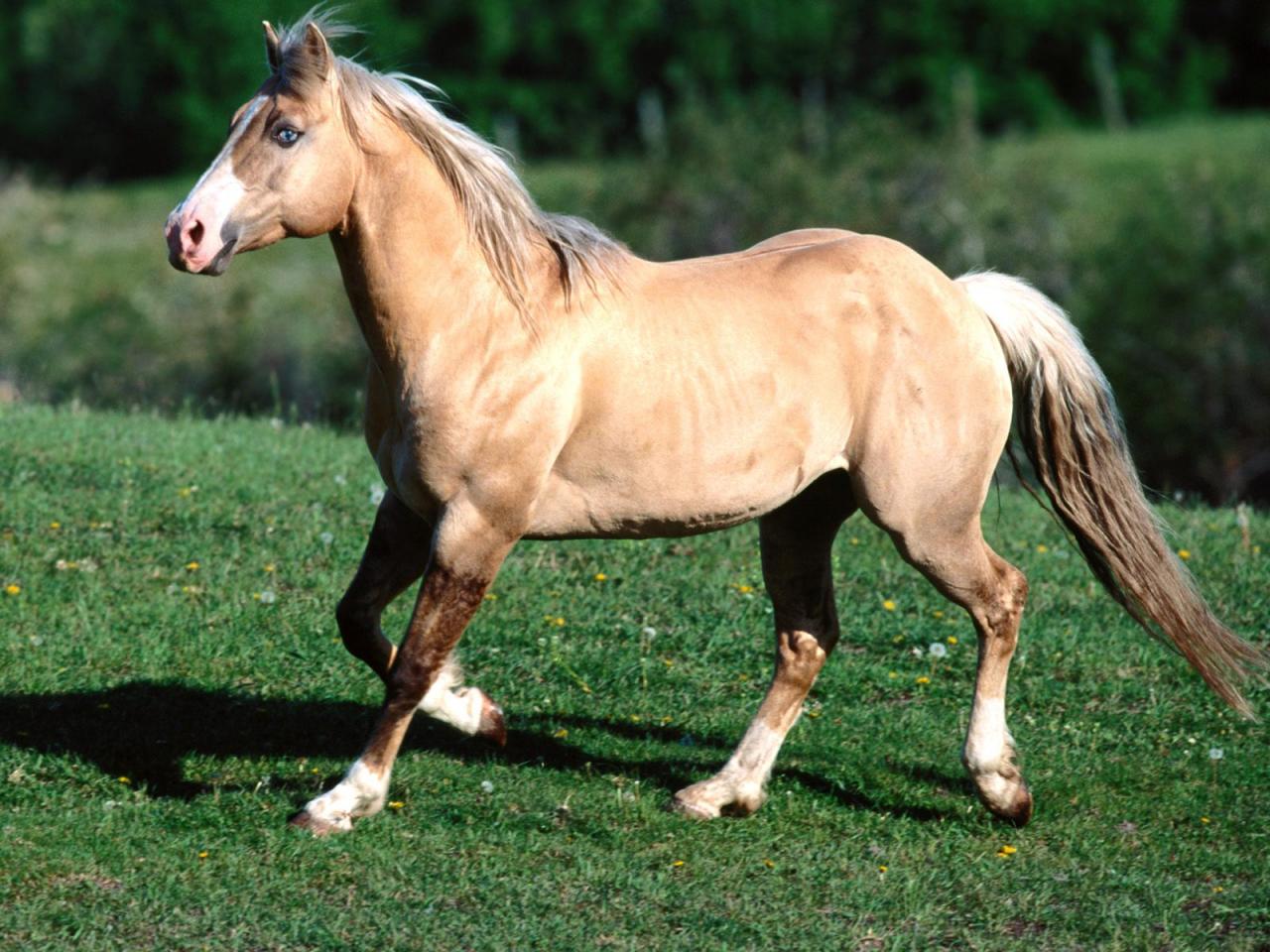 обои Palomino Quarter Horse фото