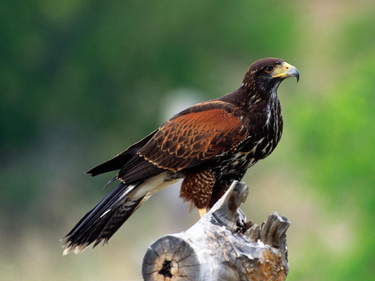 обои Harris Hawk фото