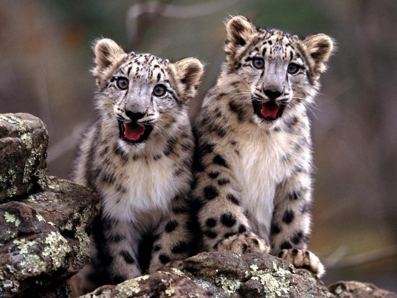 обои Snow Leopard Cubs фото