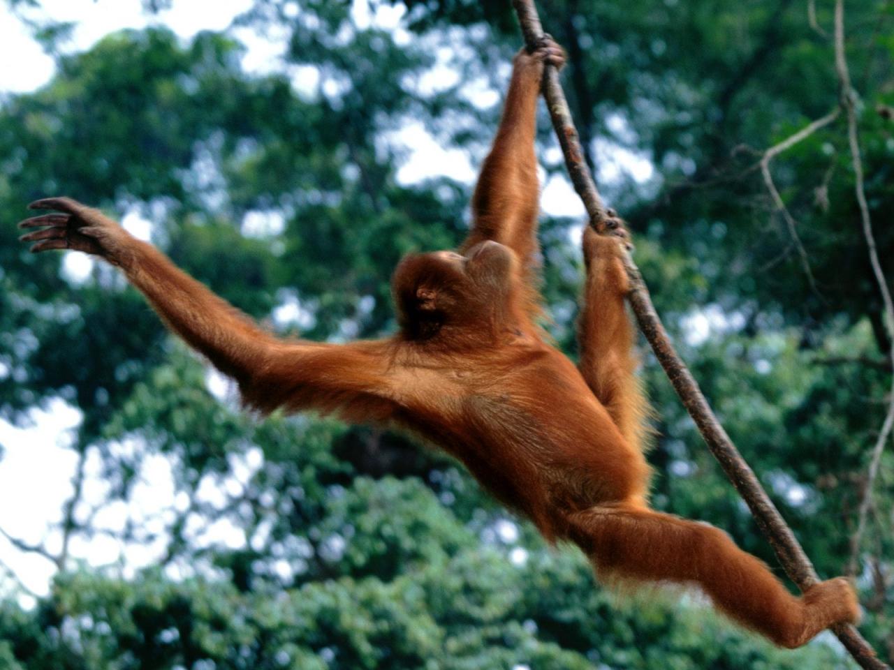 обои Sumatran Orangutan фото