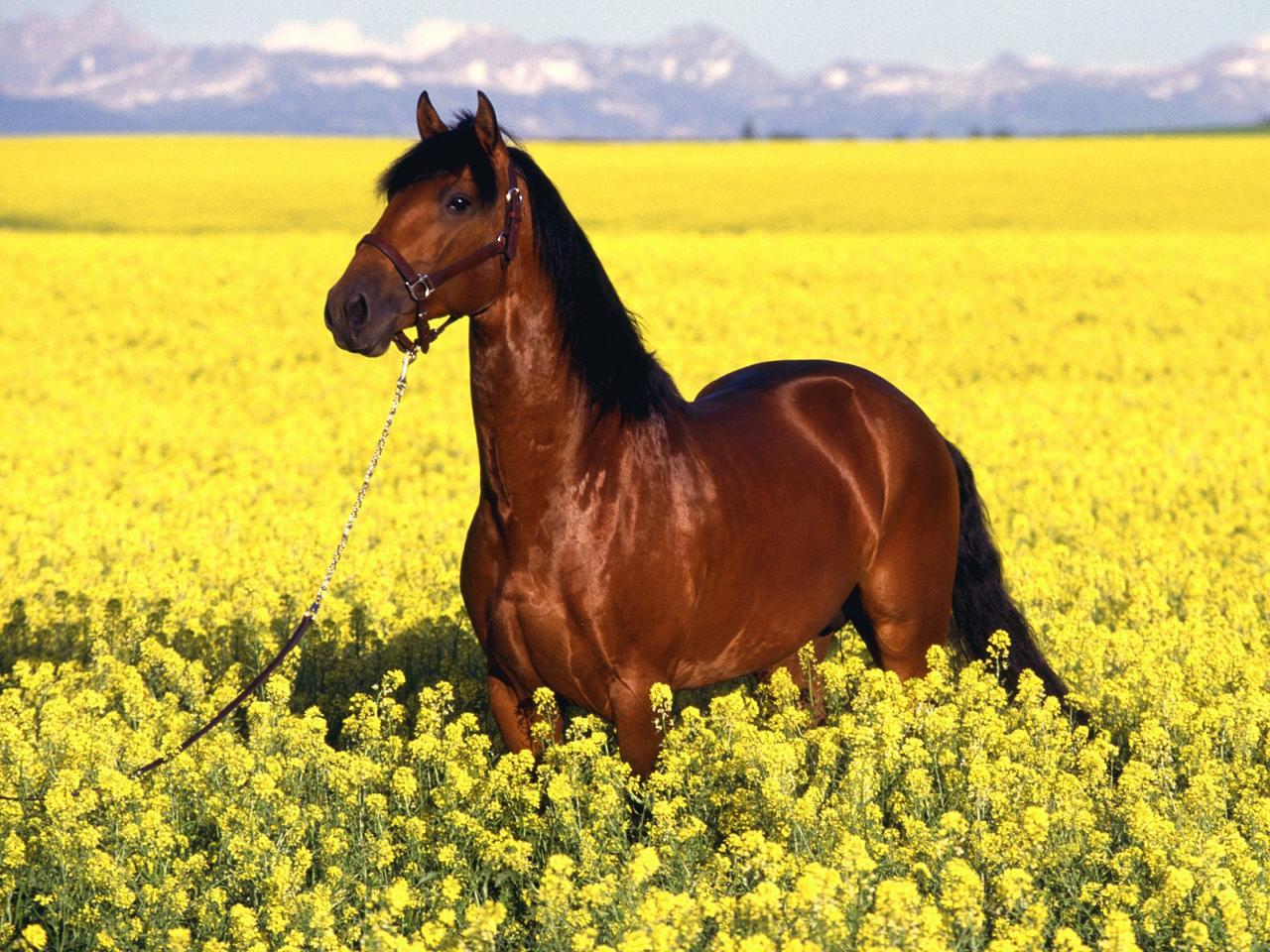 обои Lusitano фото