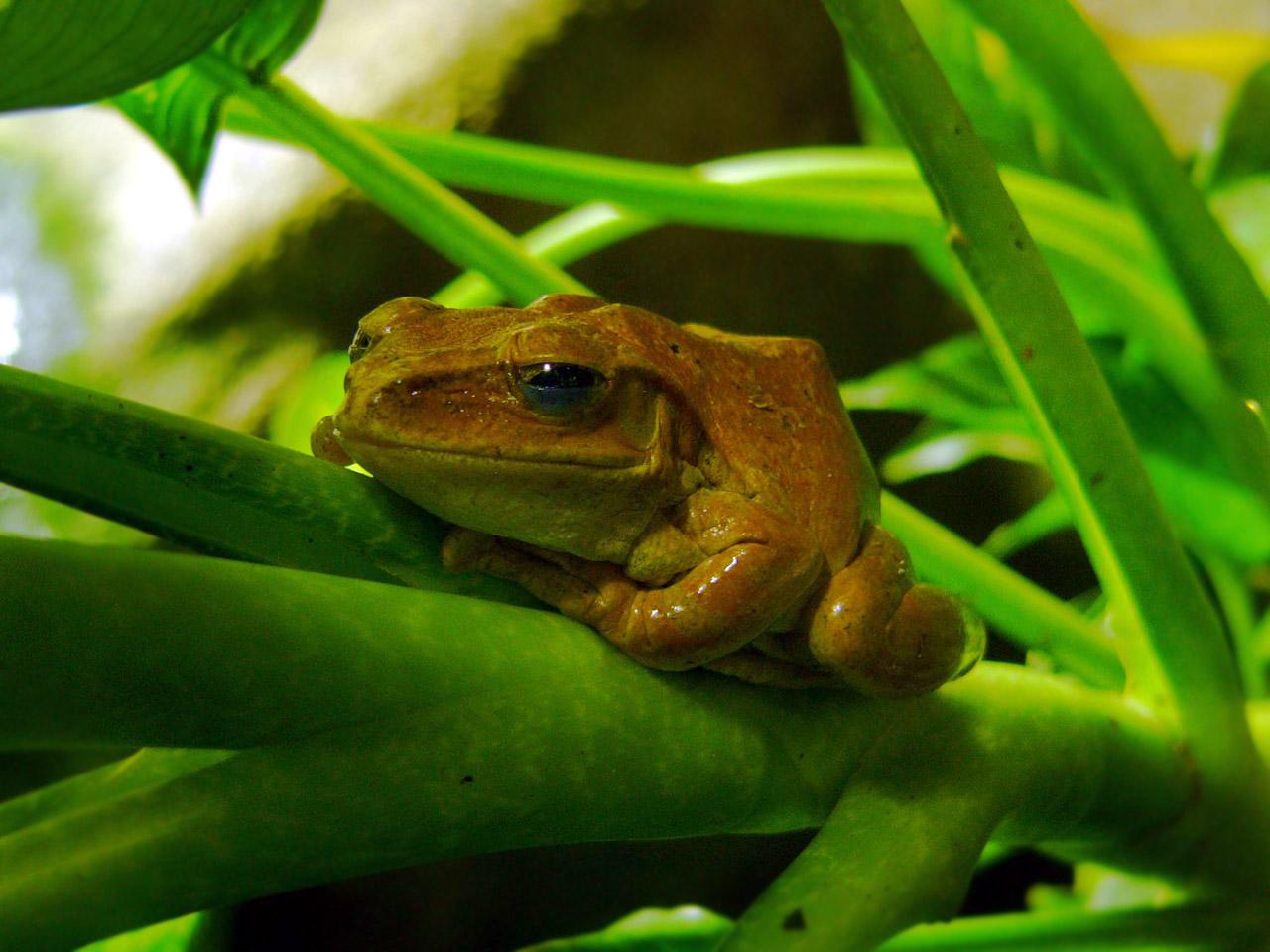 обои The Smiling Frog фото