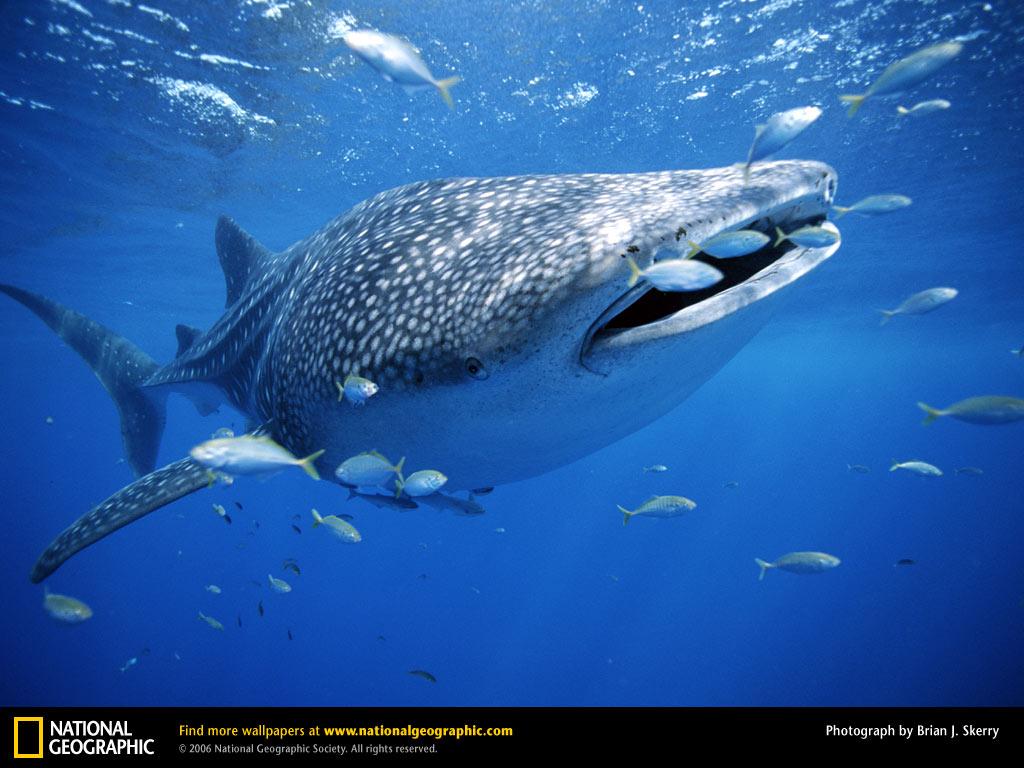 обои Китовая акула и маленькие рыбки фото