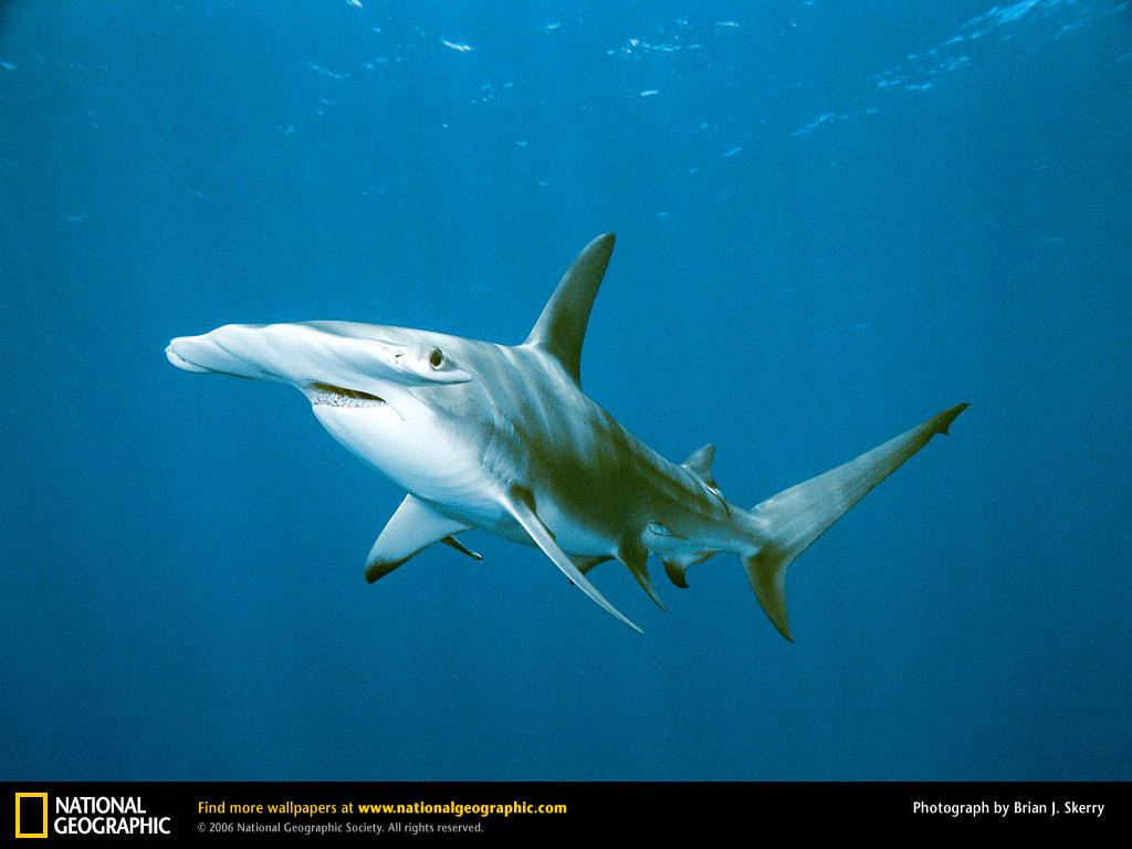 обои Hammerhead Shark фото