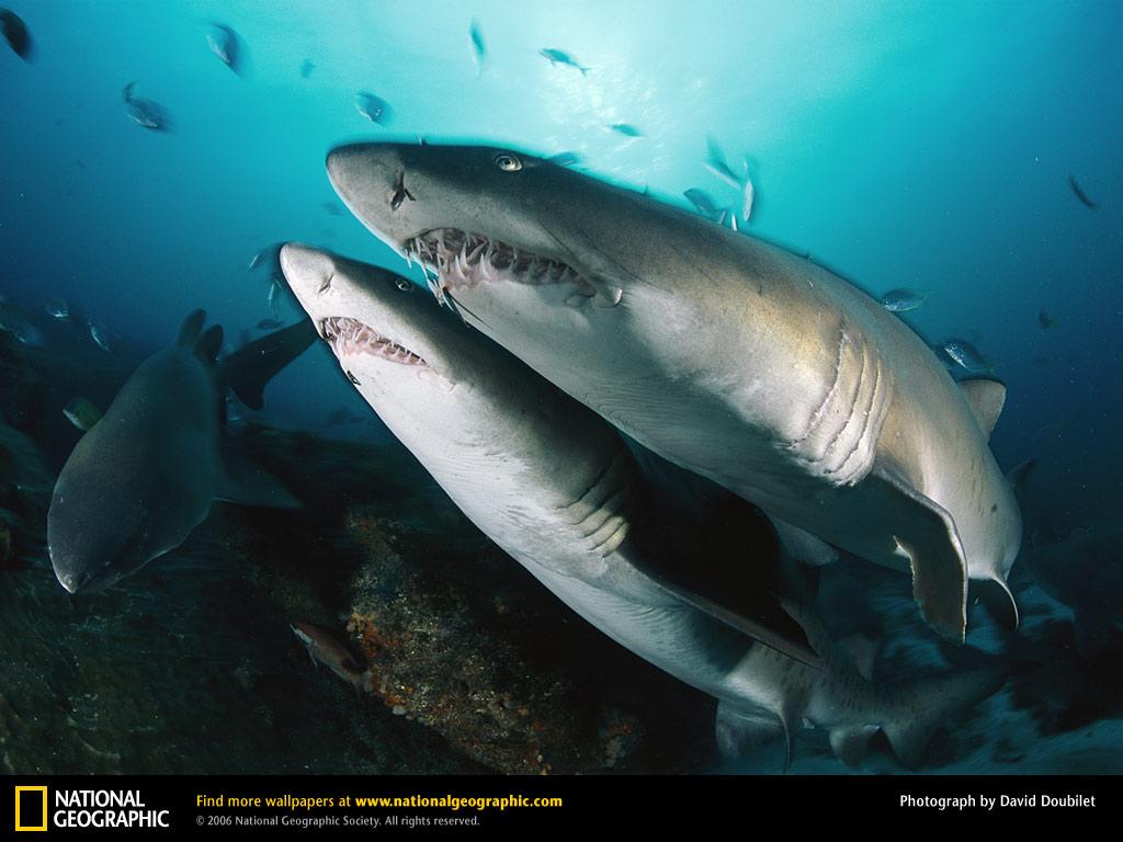 обои Sand Tiger Shark фото