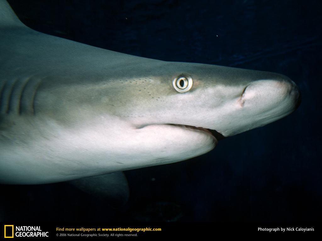 обои Bull Shark фото