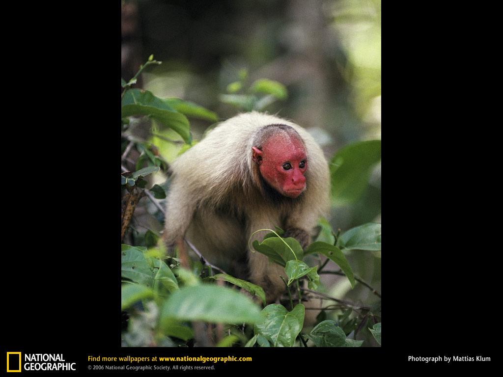 обои Red Uakari Monkey фото