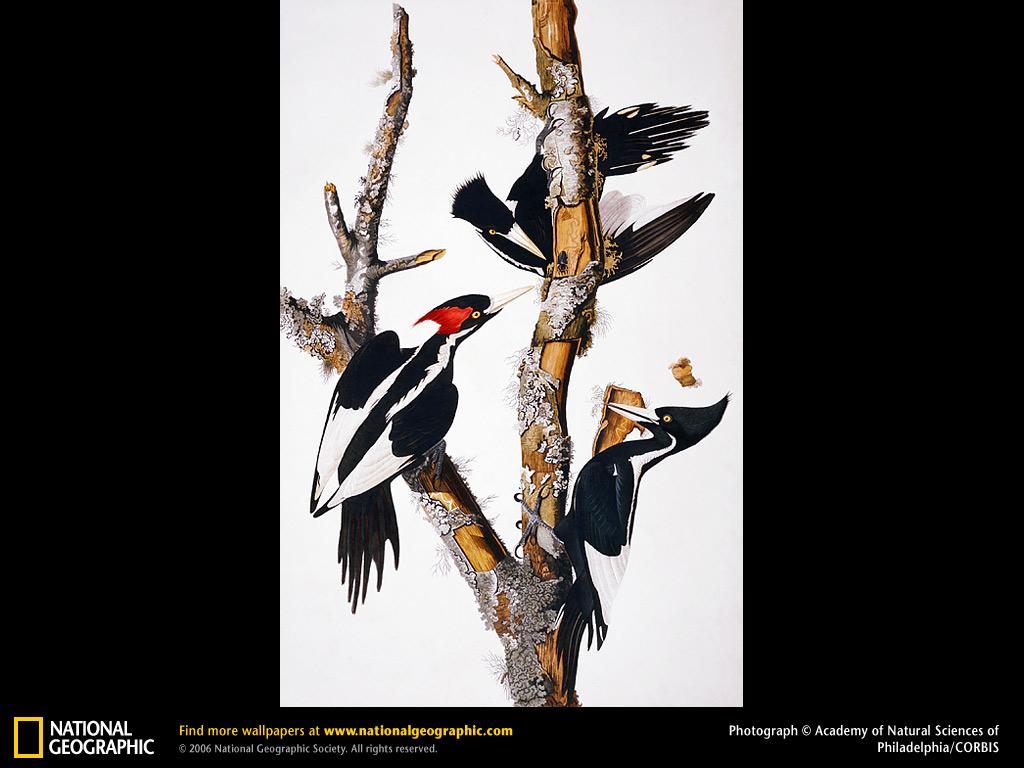 обои Ivory-Billed Woodpecker фото