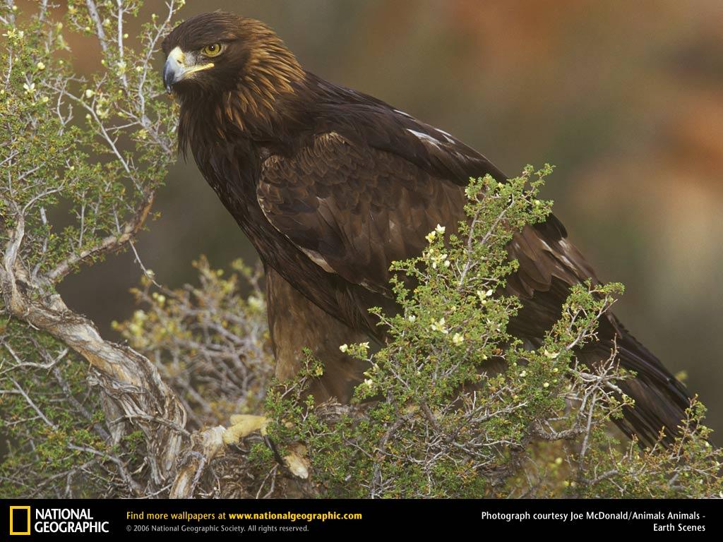 обои Golden Eagle фото