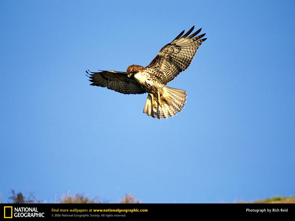 обои Red-Tailed Hawk фото