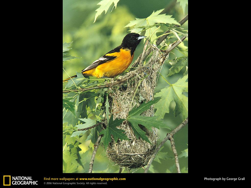 обои Baltimore Oriole фото