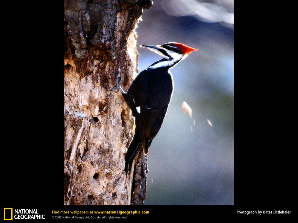 обои Pileated Woodpecker фото