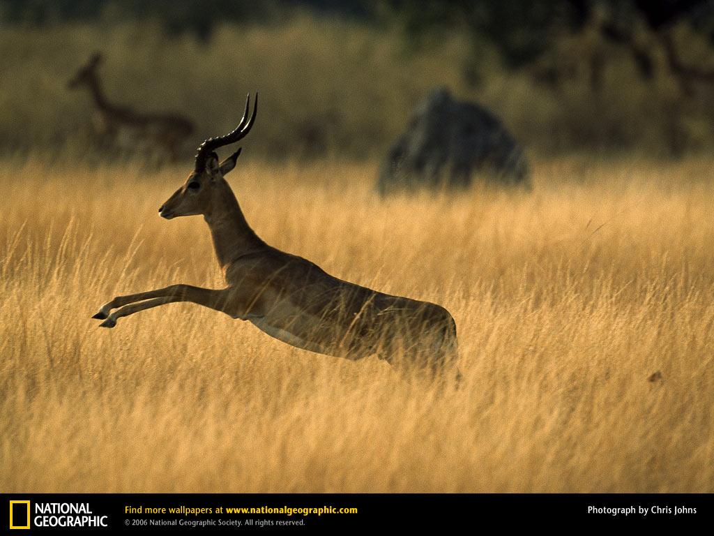 обои Impala фото