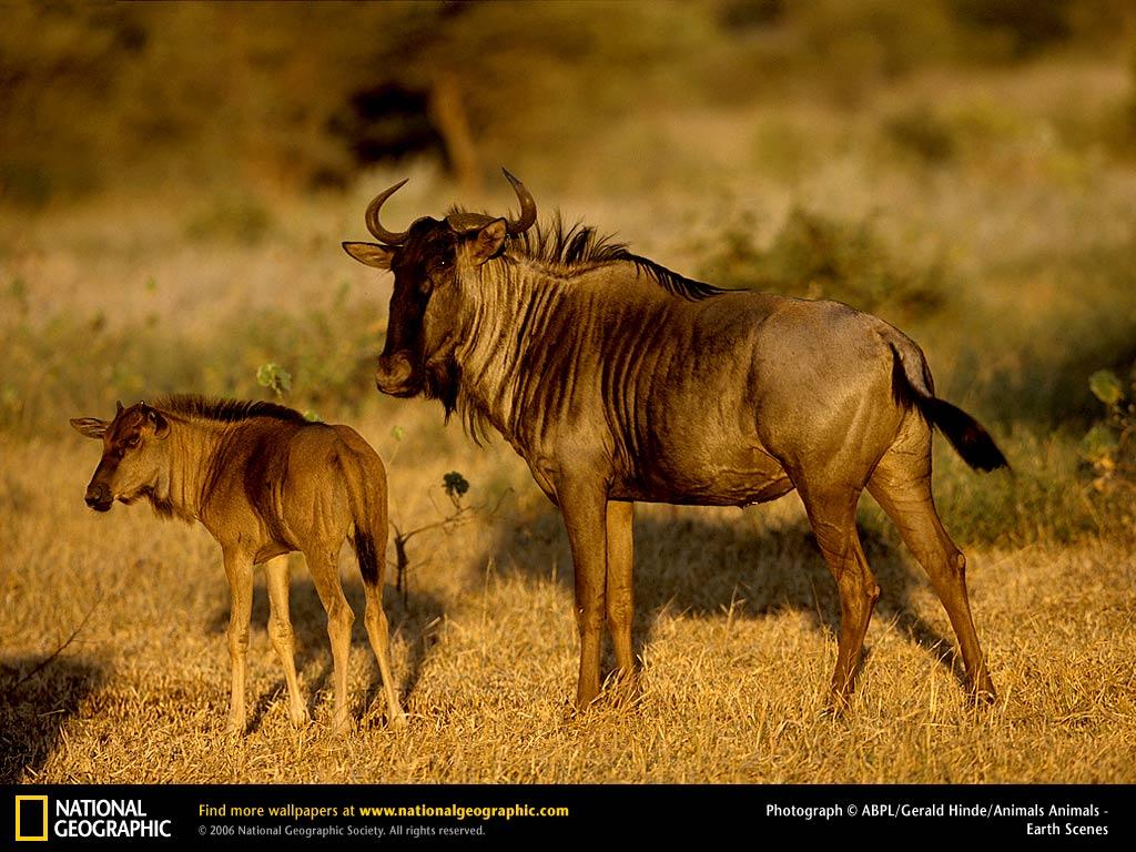 обои Wildebeest фото