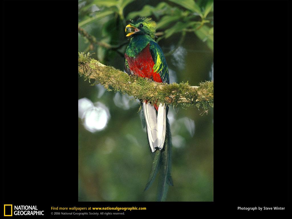 обои Quetzal фото