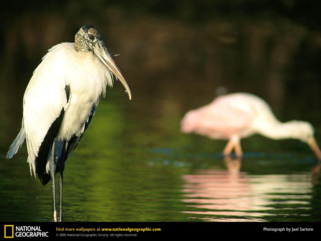 обои Wood Stork фото