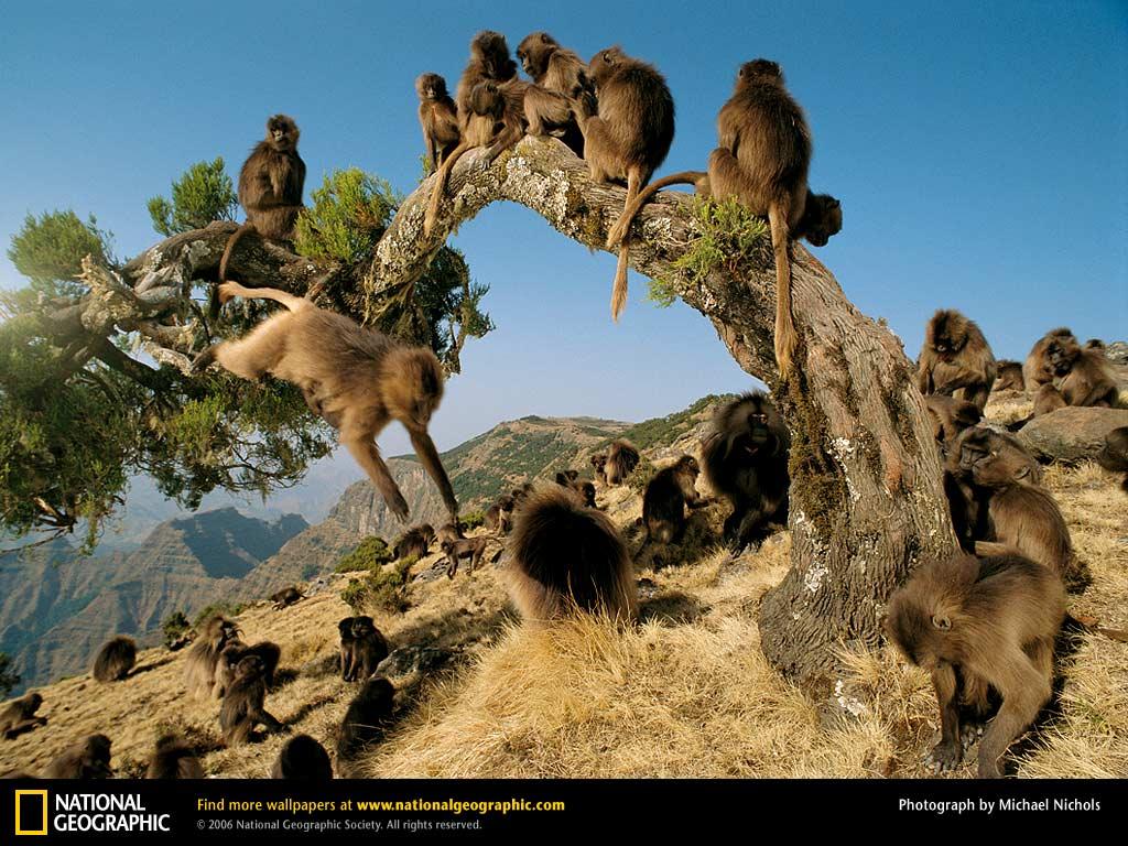 обои Gelada фото