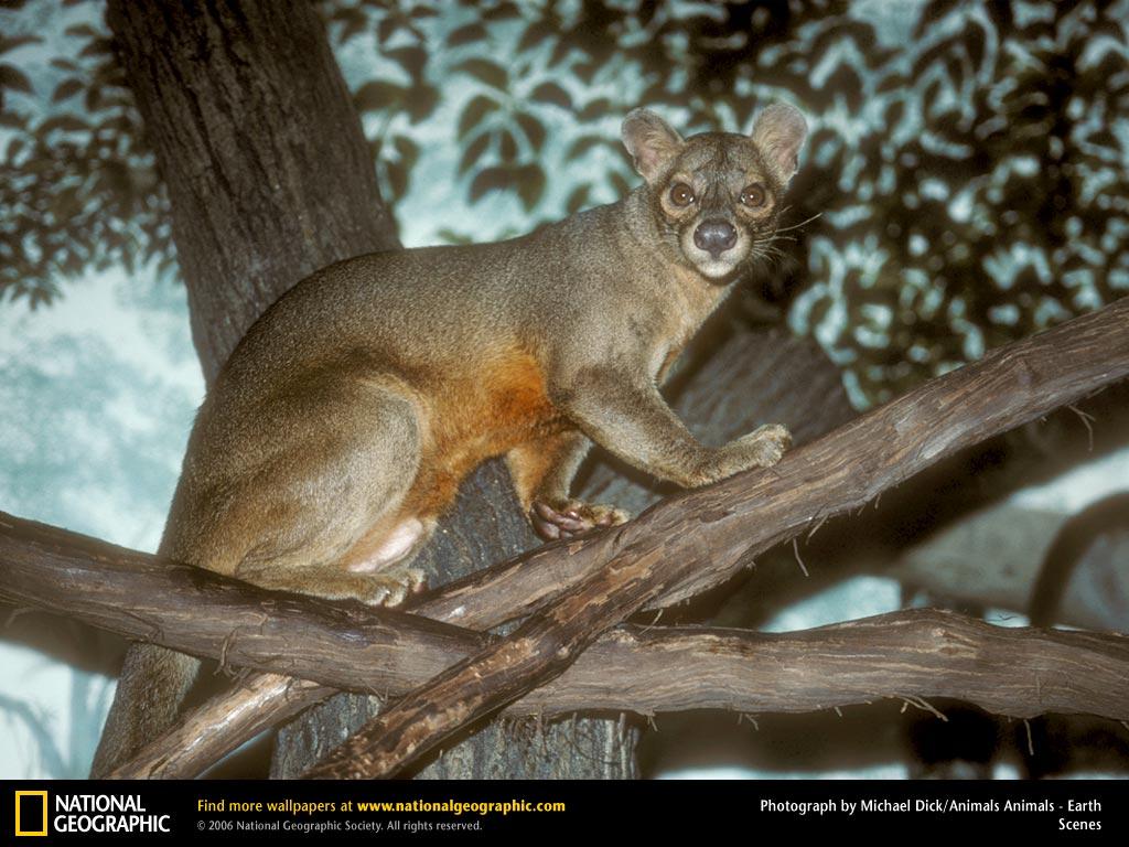 обои Fossa фото