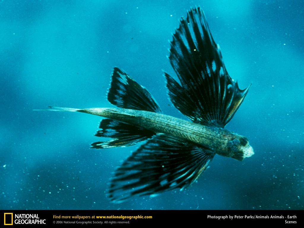 обои Flying Fish фото