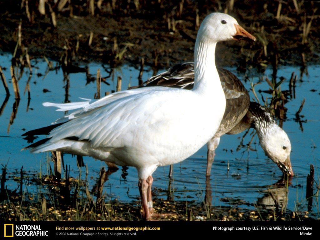 обои Snow Goose фото