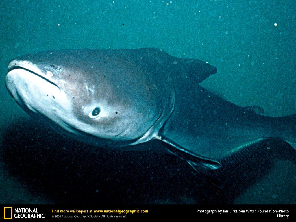 обои Mekong Giant Catfish фото