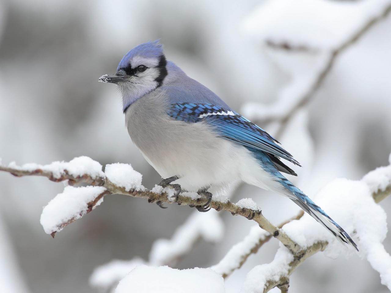 обои Blue Jay фото