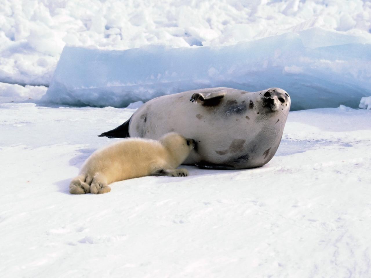 обои Harp Seal Mom with Whitecoat фото