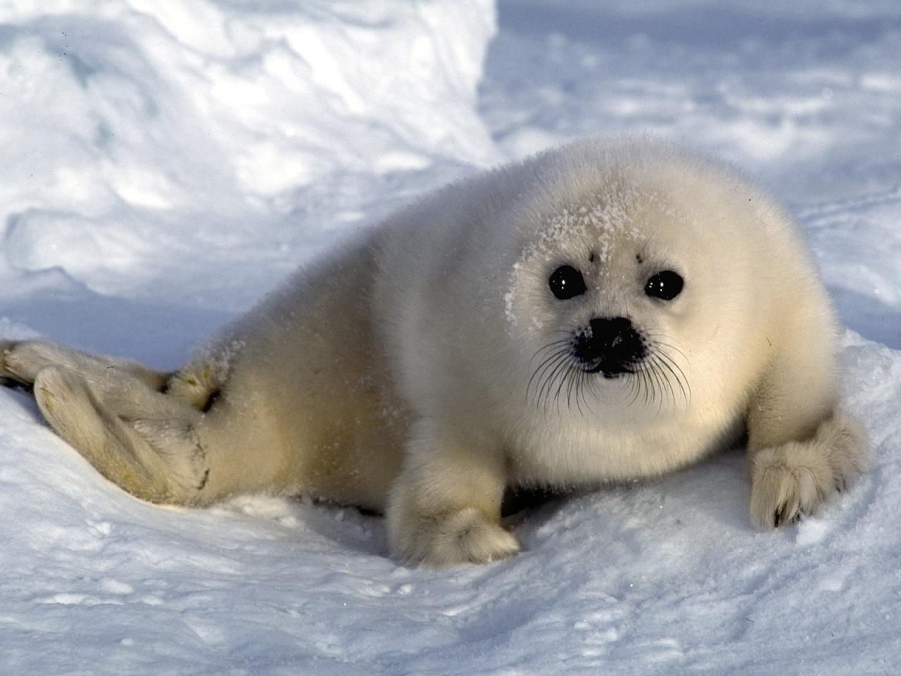 обои Harp Seal Pup фото