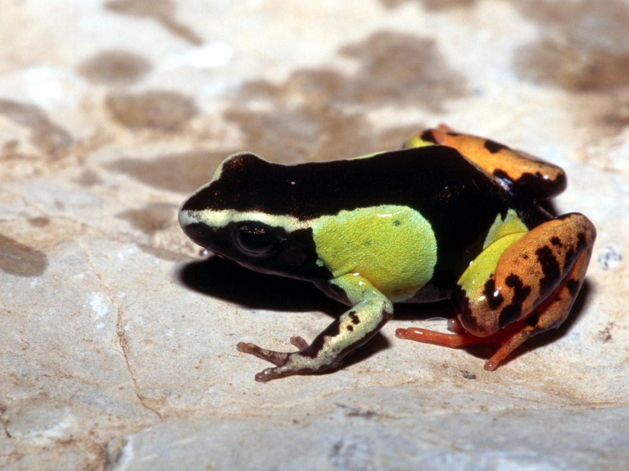 обои Painted Mantella Frog фото