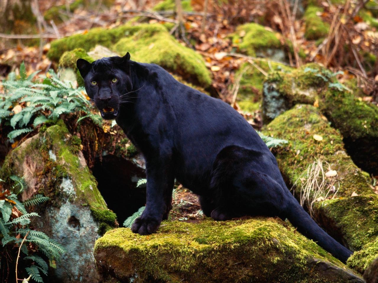 обои Black Leopard фото