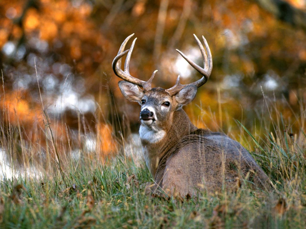 обои White-tailed Deer фото