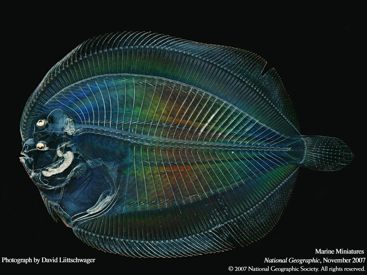 обои Larval flounder фото