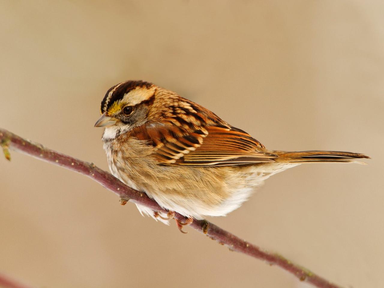 обои White-Throated Sparrow фото