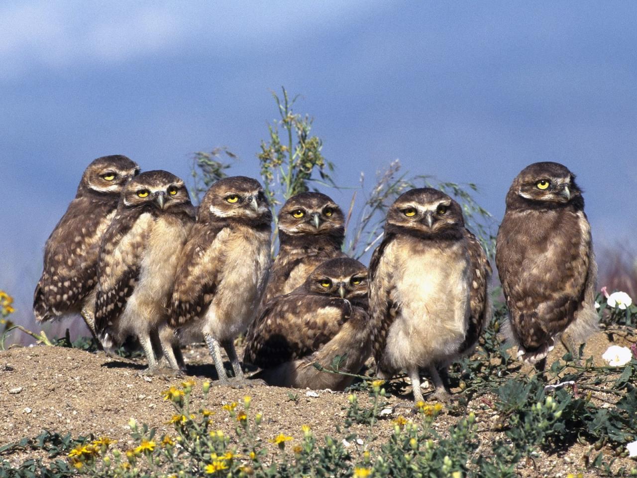 обои Burrowing Owl Babies фото