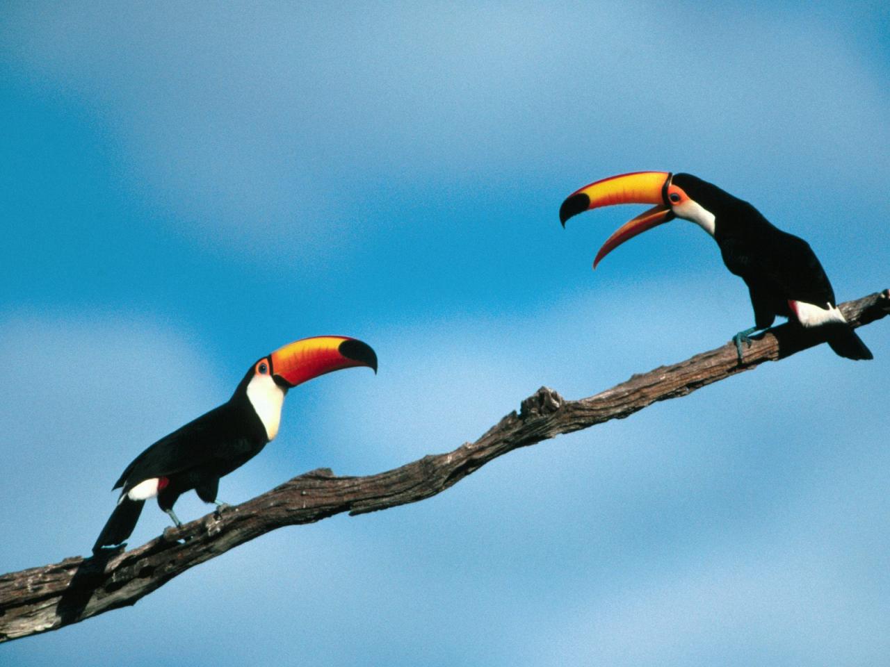 обои Toco Toucans фото