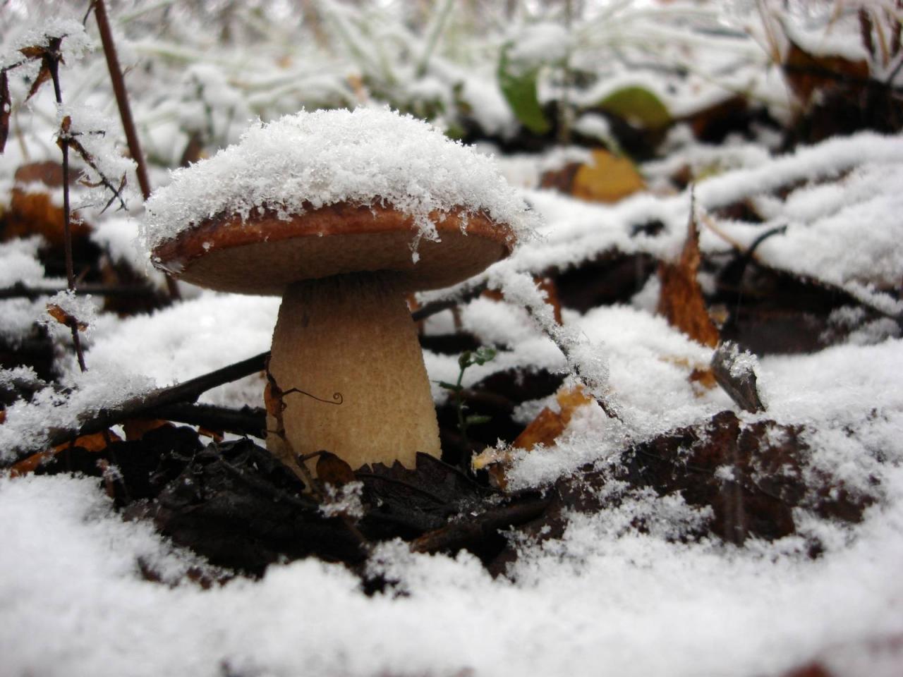 обои Белый гриб под снегом фото