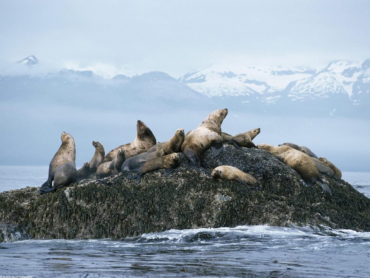 обои Steller Sea Lions фото