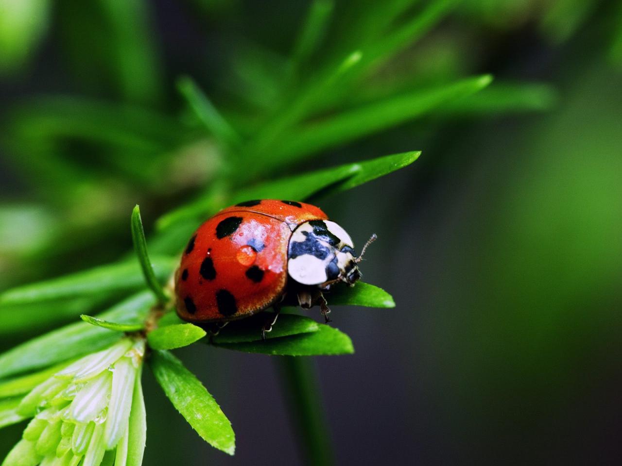 обои Nine-Spotted Ladybug фото