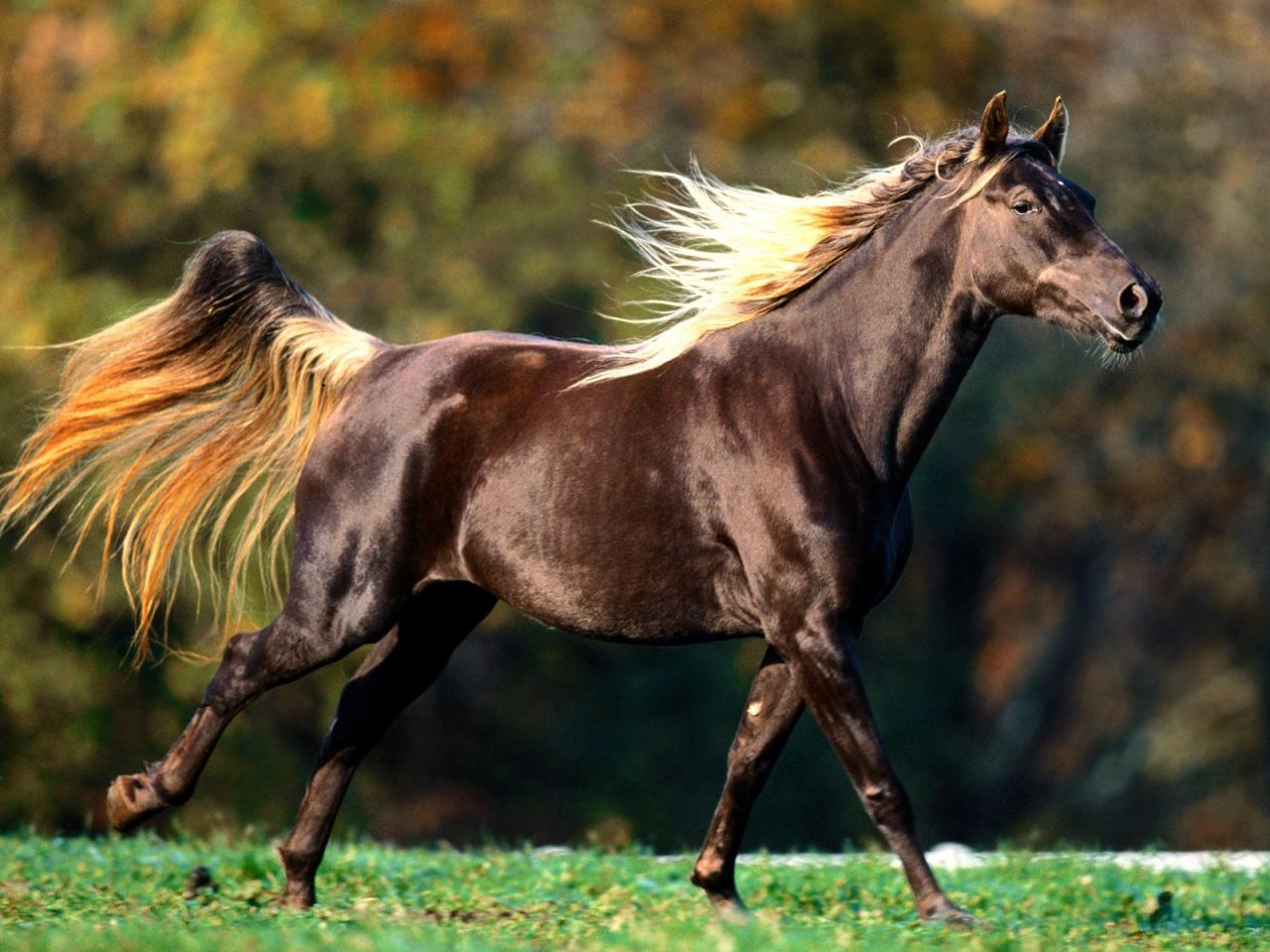 обои Rocky Mountain Horse фото