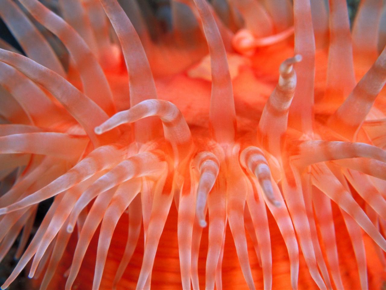 обои Anemone Tentacles фото