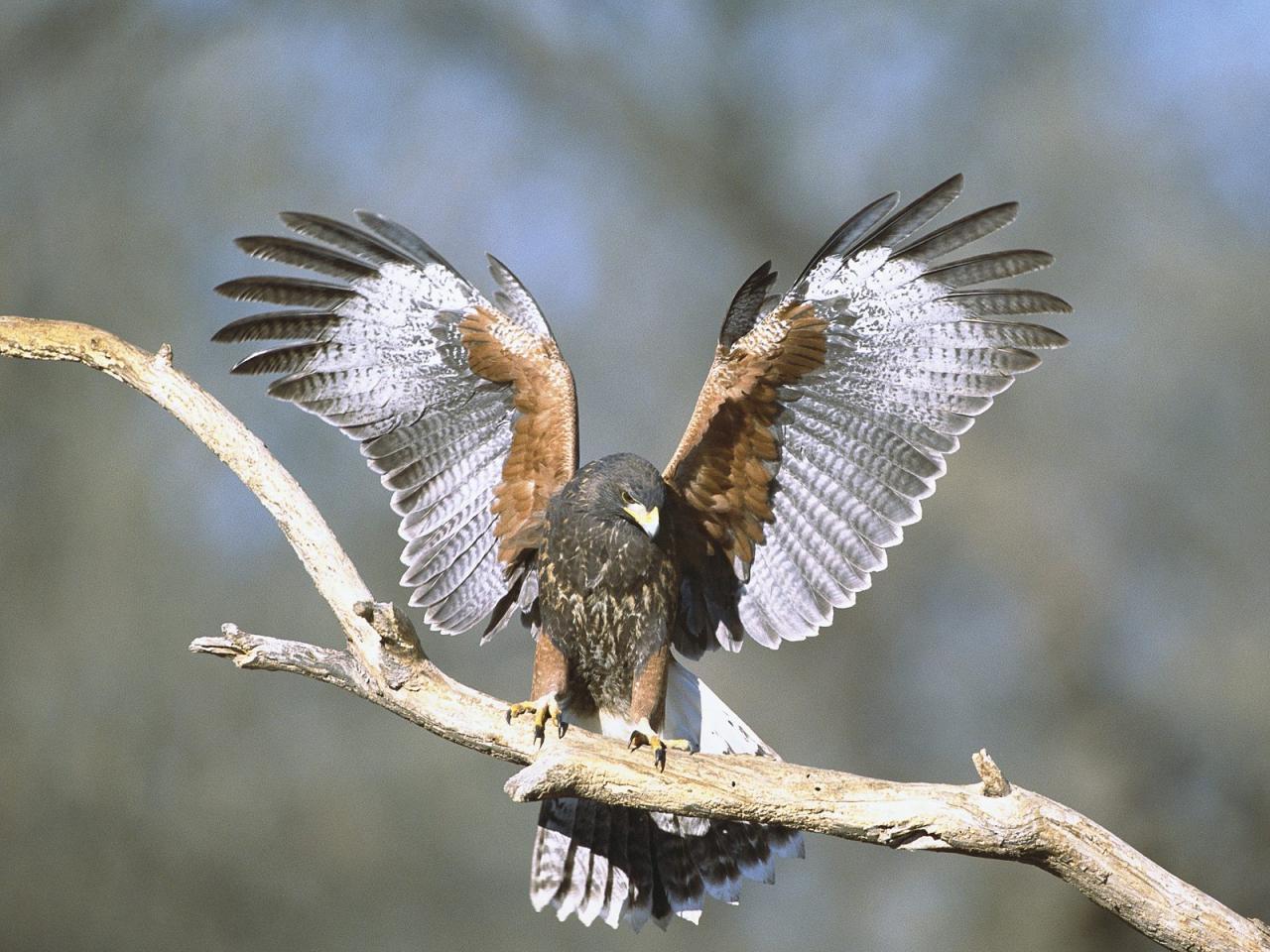 обои Harris Hawk фото