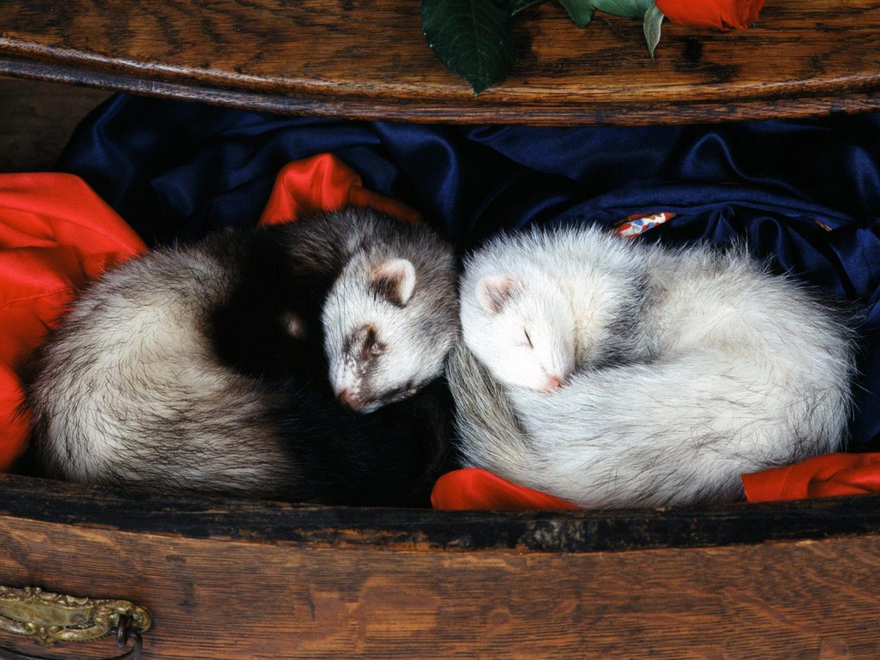 обои Ferrets фото