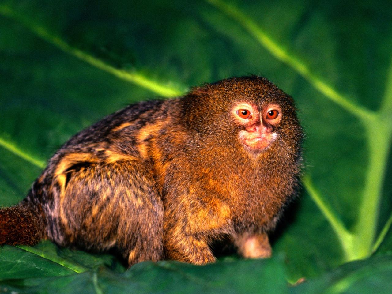 обои Pygmy Marmoset фото