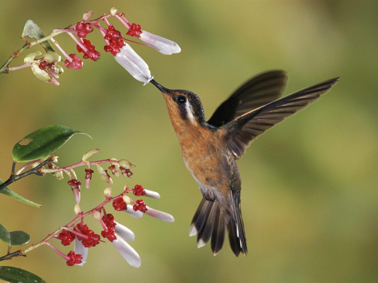 обои Purple-Throated Mountain-Gem, Costa Rica фото