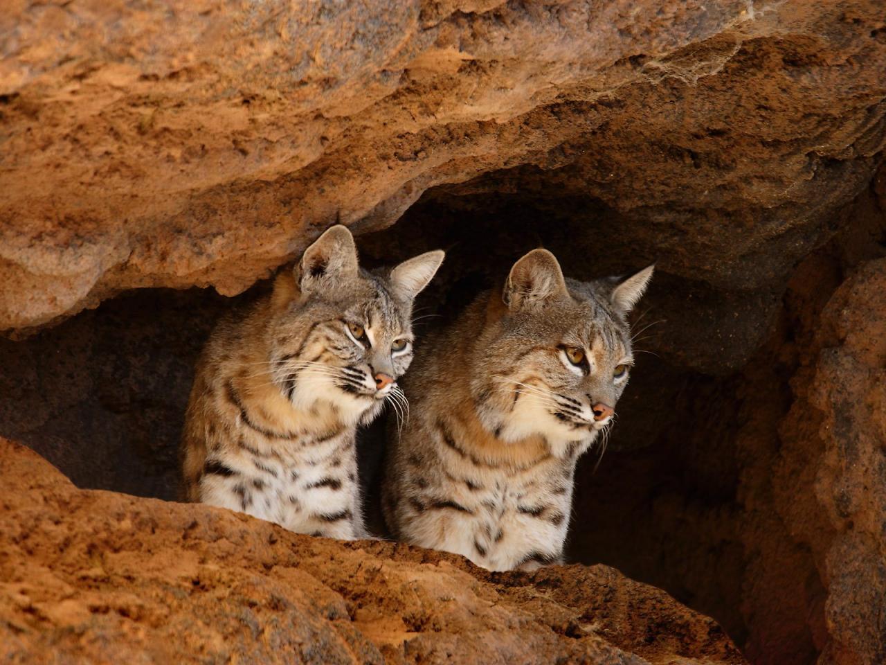 обои Bobcats, Tucson, Arizona фото