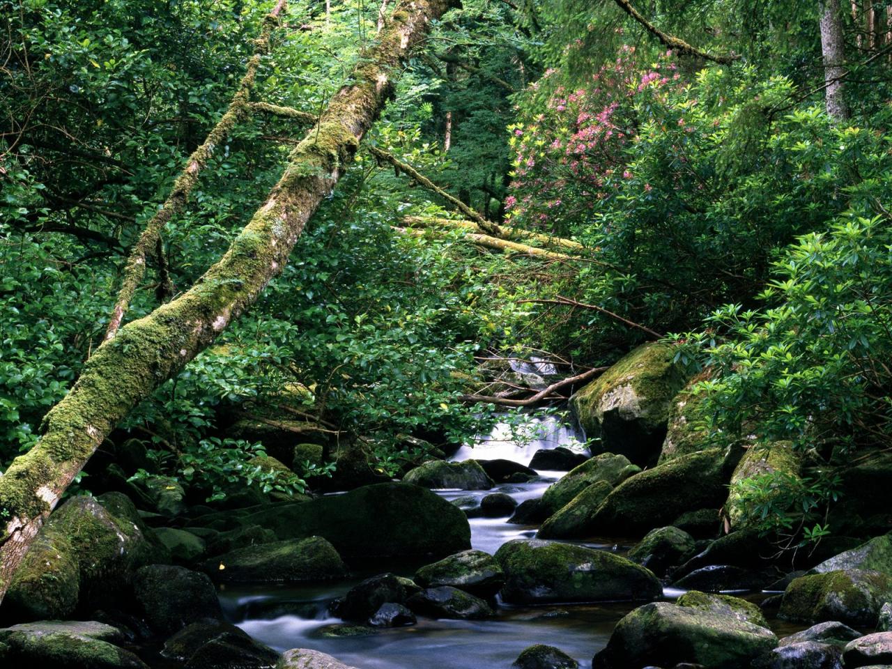 обои The Owengarriff River, Killarney National Park, Ireland фото