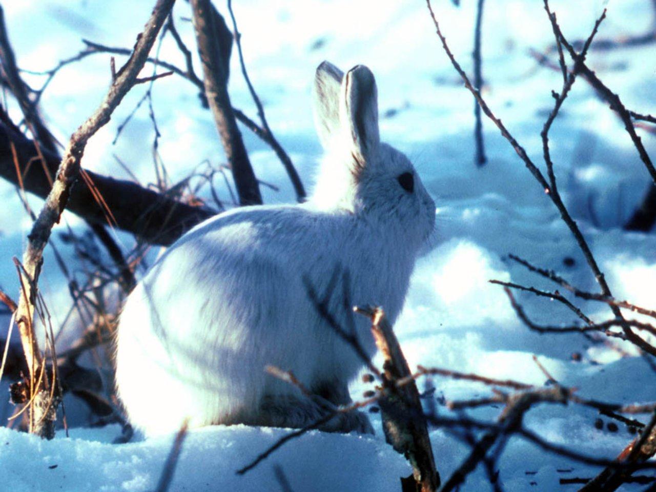 обои Snowy Rabbit фото