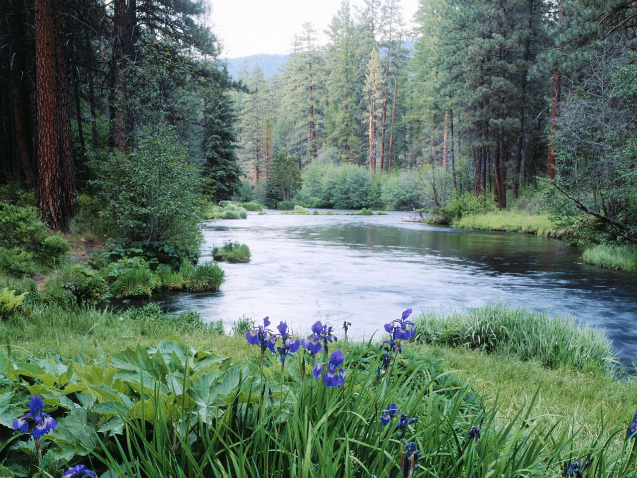 обои Blooming Irises, Metolius River, Deschutes National Forest, Oregon фото