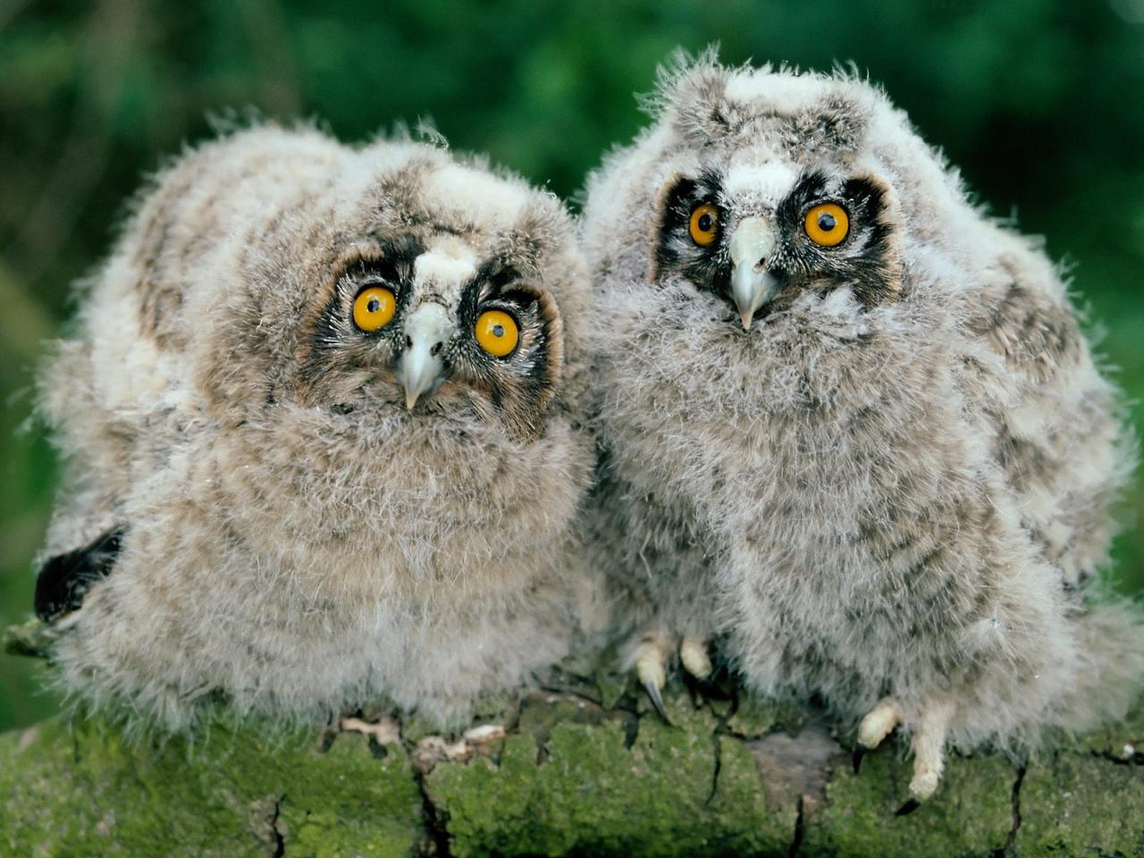 обои Long-Eared Owl Chicks фото